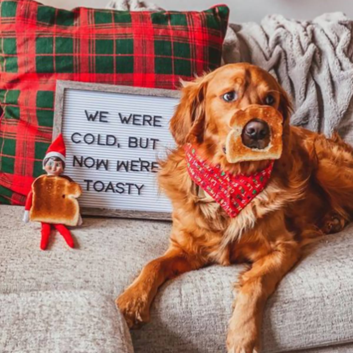 A Scout Elf and a dog with pieces of toast next to a sign that says "We were cold, but now we're toasty"