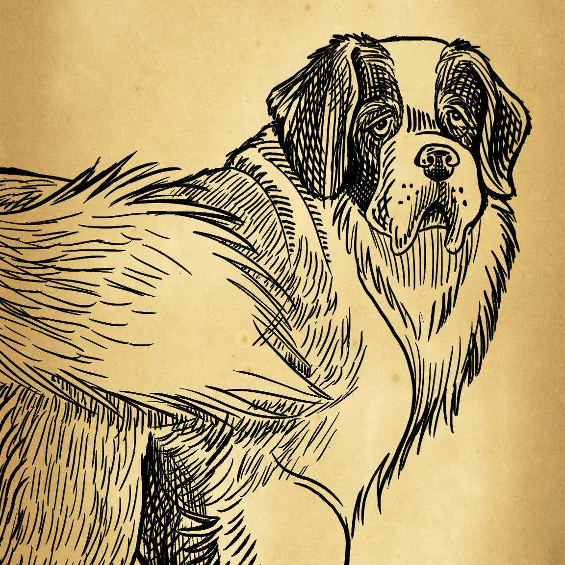 A black ink sketch of Barry the Saint Bernard. The sketch is overlaid on a parchment paper background.