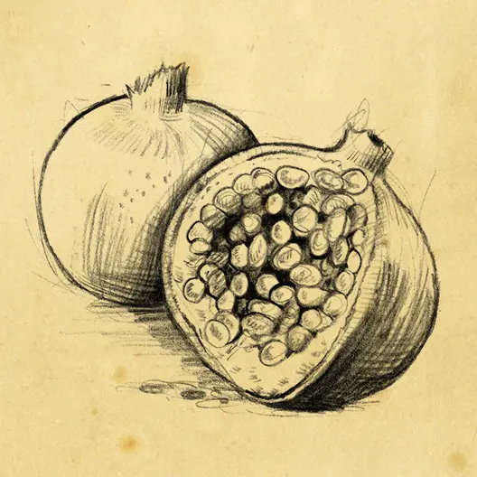 A black pencil sketch of 2 pomegranates, one whole and one cut in half. The sketch is overlaid on a parchment paper background.