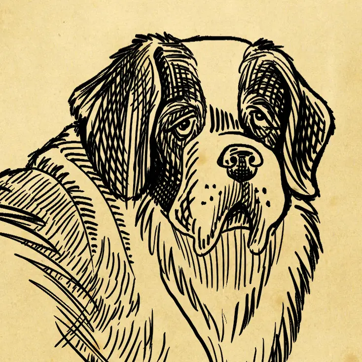 A black ink sketch of Barry the Saint Bernard from the chest up. The sketch is overlaid on a parchment paper background.