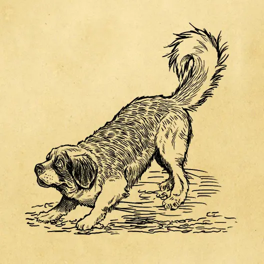 A black pencil sketch of Barry facing the left bowing downward on his front two legs and looking upward. The sketch is overlaid on a parchment paper background.