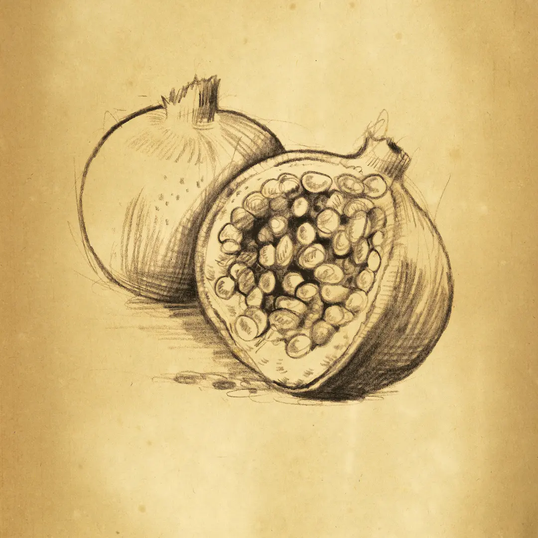 pen and ink sketch of two pomegranates with one partially opened showing seeds