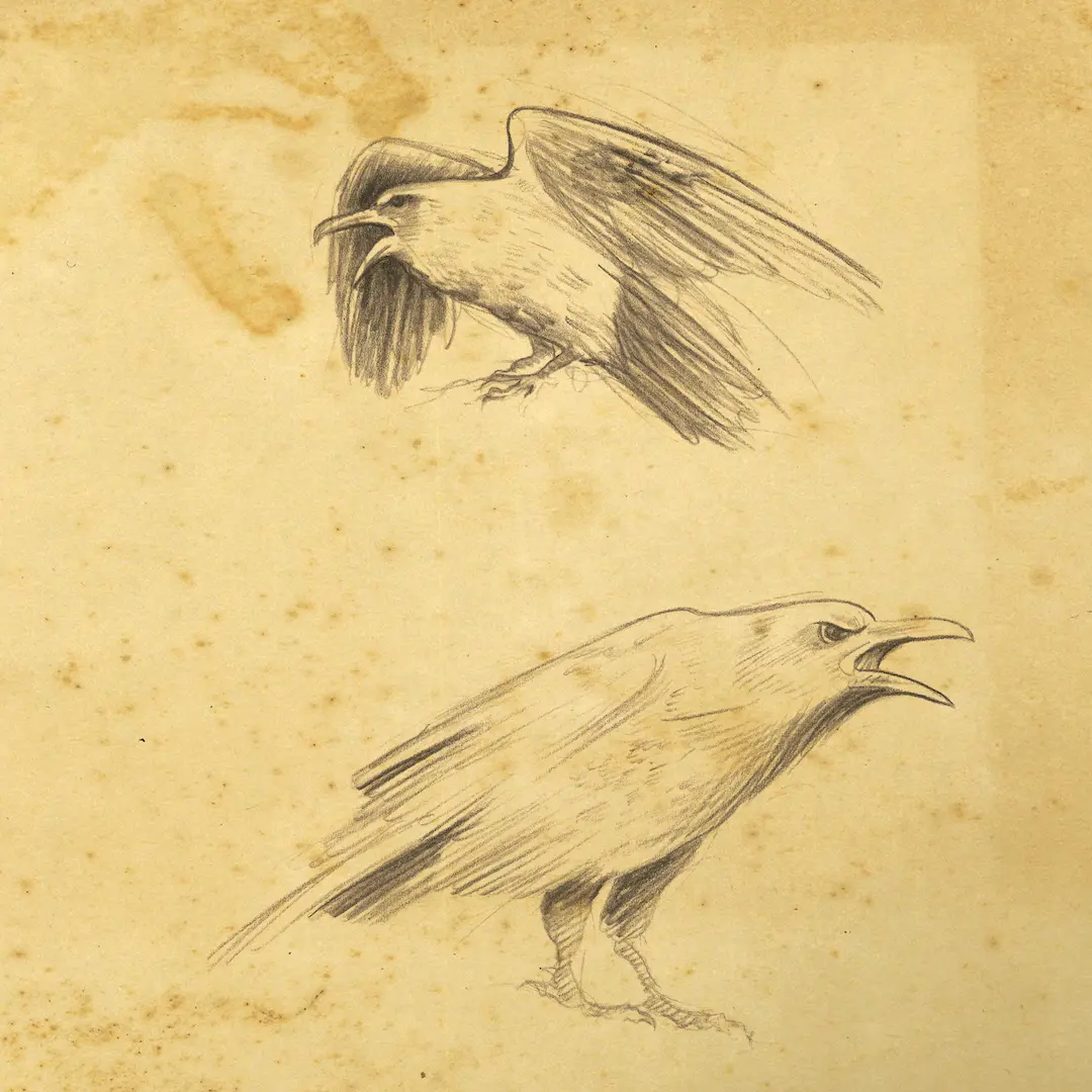 A pen and ink sketch of two white ravens, Gangleri's bird spies